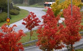 Autumn colours in Espoo
