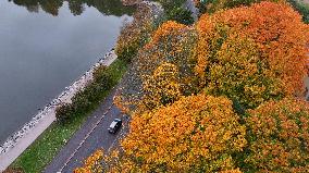 Autumn colours in Helsinki