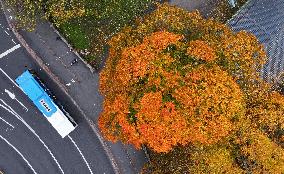 Autumn colours in Helsinki