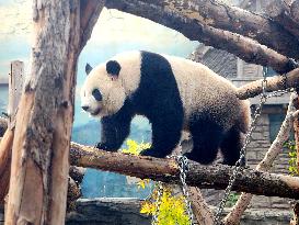 Beijing Zoo Giant Panda