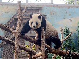 Beijing Zoo Giant Panda