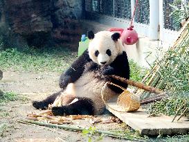 Beijing Zoo Giant Panda