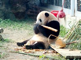 Beijing Zoo Giant Panda