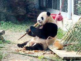 Beijing Zoo Giant Panda