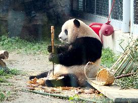 Beijing Zoo Giant Panda