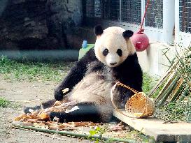 Beijing Zoo Giant Panda