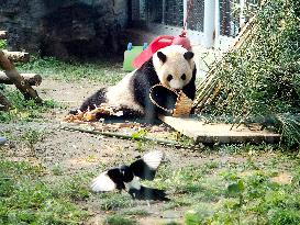 Beijing Zoo Giant Panda