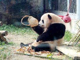 Beijing Zoo Giant Panda