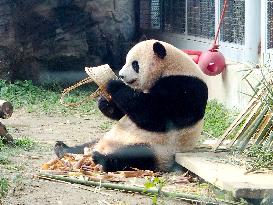 Beijing Zoo Giant Panda