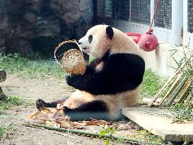 Beijing Zoo Giant Panda