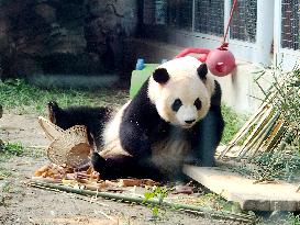 Beijing Zoo Giant Panda