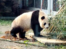 Beijing Zoo Giant Panda