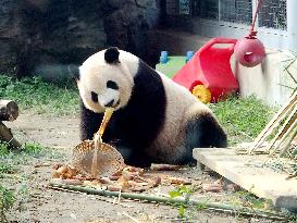 Beijing Zoo Giant Panda