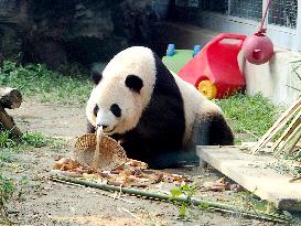 Beijing Zoo Giant Panda