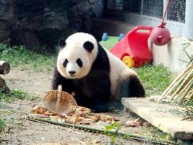 Beijing Zoo Giant Panda