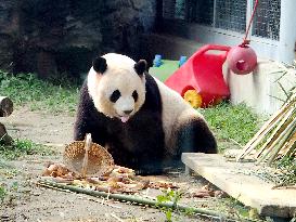 Beijing Zoo Giant Panda