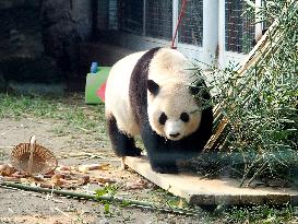 Beijing Zoo Giant Panda