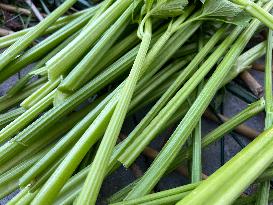 Agriculture In Canada - Celery