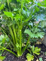 Agriculture In Canada - Celery