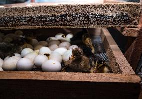 Egg Incubator Market Huge Growth - Bird Flu (H5N1)