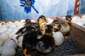 Egg Incubator Market Huge Growth - Bird Flu (H5N1)