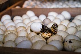 Egg Incubator Market Huge Growth - Bird Flu (H5N1)