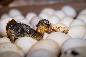 Egg Incubator Market Huge Growth - Bird Flu (H5N1)