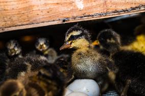 Egg Incubator Market Huge Growth - Bird Flu (H5N1)