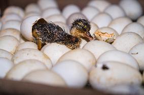 Egg Incubator Market Huge Growth - Bird Flu (H5N1)