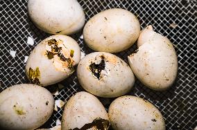 Egg Incubator Market Huge Growth - Bird Flu (H5N1)