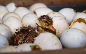 Egg Incubator Market Huge Growth - Bird Flu (H5N1)