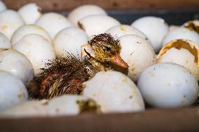 Egg Incubator Market Huge Growth - Bird Flu (H5N1)