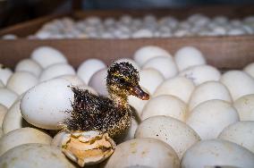 Egg Incubator Market Huge Growth - Bird Flu (H5N1)