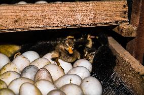 Egg Incubator Market Huge Growth - Bird Flu (H5N1)