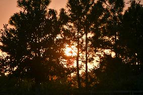 Sunset Between Clouds And Trees, In Florida