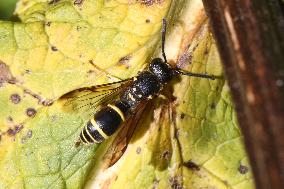 Mason Wasp