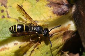 Mason Wasp