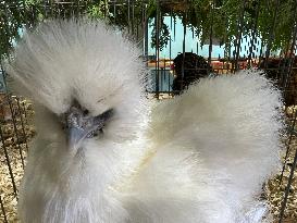 Poultry Bird Competition