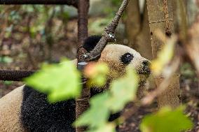 Chengdu Research Base of Giant Panda Breeding