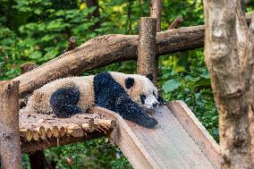 Chengdu Research Base of Giant Panda Breeding