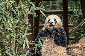 Chengdu Research Base of Giant Panda Breeding