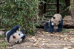 Chengdu Research Base of Giant Panda Breeding