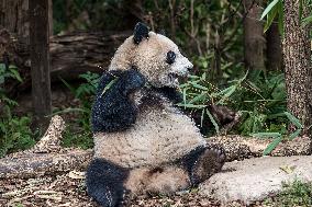 Chengdu Research Base of Giant Panda Breeding