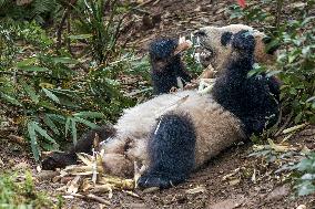 Chengdu Research Base of Giant Panda Breeding