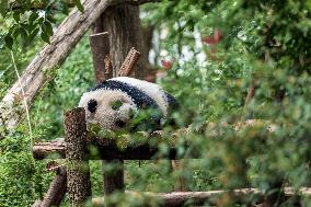 Chengdu Research Base of Giant Panda Breeding