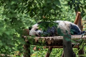 Chengdu Research Base of Giant Panda Breeding