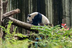 Chengdu Research Base of Giant Panda Breeding