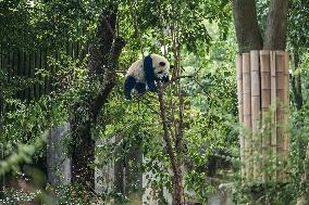 Chengdu Research Base of Giant Panda Breeding