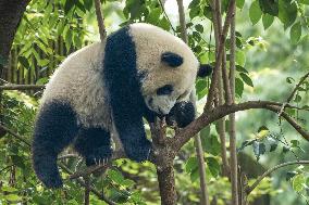 Chengdu Research Base of Giant Panda Breeding