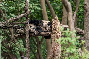 Chengdu Research Base of Giant Panda Breeding